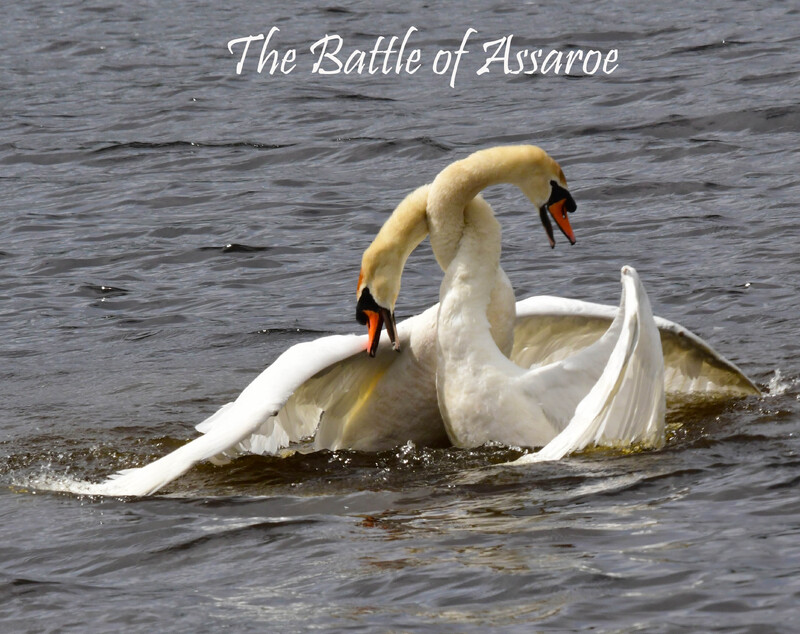 The Battle of Assaroe-poster